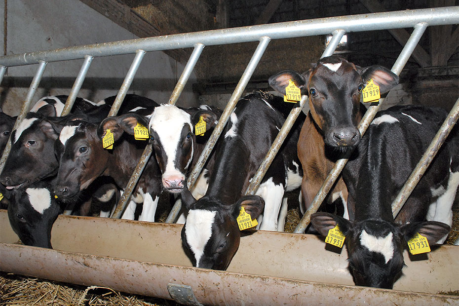 Foto aus der Fotogruppe 