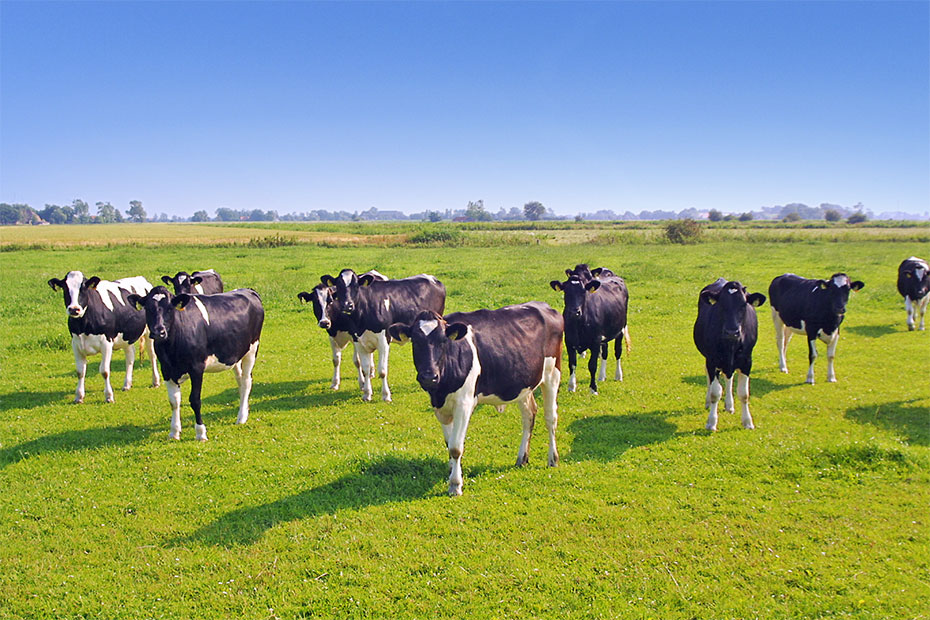 Foto aus der Fotogruppe 